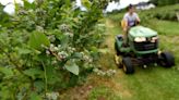 New Hampshire farms offer a sweet summer alternative to supermarkets