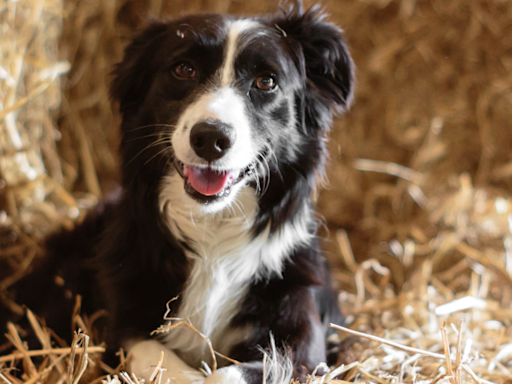 Livestock Guardian Dog Is Hilariously Confused by ‘Wiggle Worm’ Border Collie Puppy