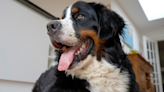 Dog Mom Calls His Bernese-Beagle Pack In for ‘Croissant Friday’ and Everyone Is Celebrating