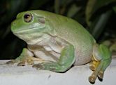 Australian green tree frog