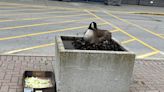 A goose nest in a London, Ont., parking lot planter? That's good for a gander
