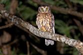 Morepork