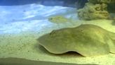 A pregnant stingray with no male companion now has a ‘reproductive disease,’ aquarium says - WSVN 7News | Miami News, Weather, Sports | Fort Lauderdale