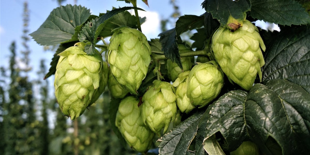 Oregon hops acreage decreases by 18%