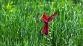 That summer feeling on Nantucket - The Boston Globe