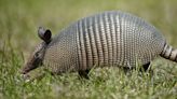 La prueba con armadillos que reveló que la bacteria de la lepra puede regenerar órganos