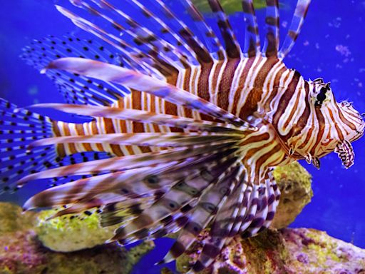 Predator in Paradise: Lionfish’s Rapid Invasion of the Mediterranean Sea