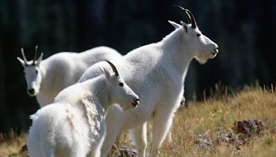 Hiking in Utah’s mountains this summer? Make sure to watch out for mountain goats