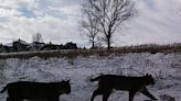 Bobcats spotted by Johnson County officials at Shawnee Mission Park