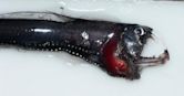 Pacific viperfish