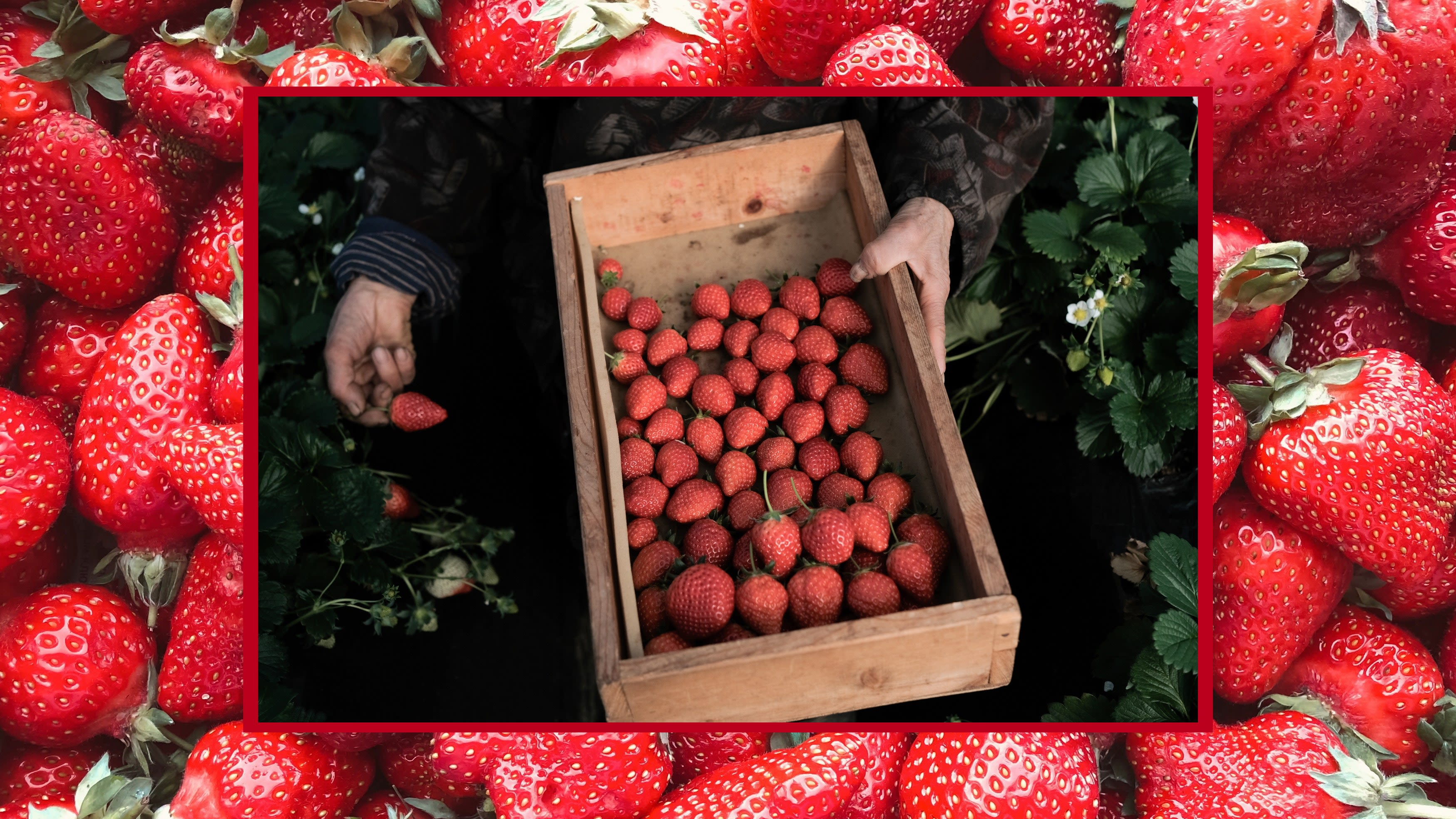 Layover in Tokyo? Go Strawberry Picking Next to Narita Airport