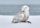 Snowy owl