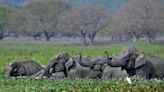 Video journalist shooting river crossing of wild elephants trampled to death