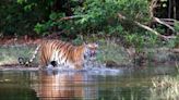 A Safari Guide To Bandhavgarh National Park, Home To Iconic Tigers And More