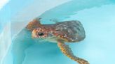 2 injured loggerhead turtles released into Atlantic after rehabbing in Florida