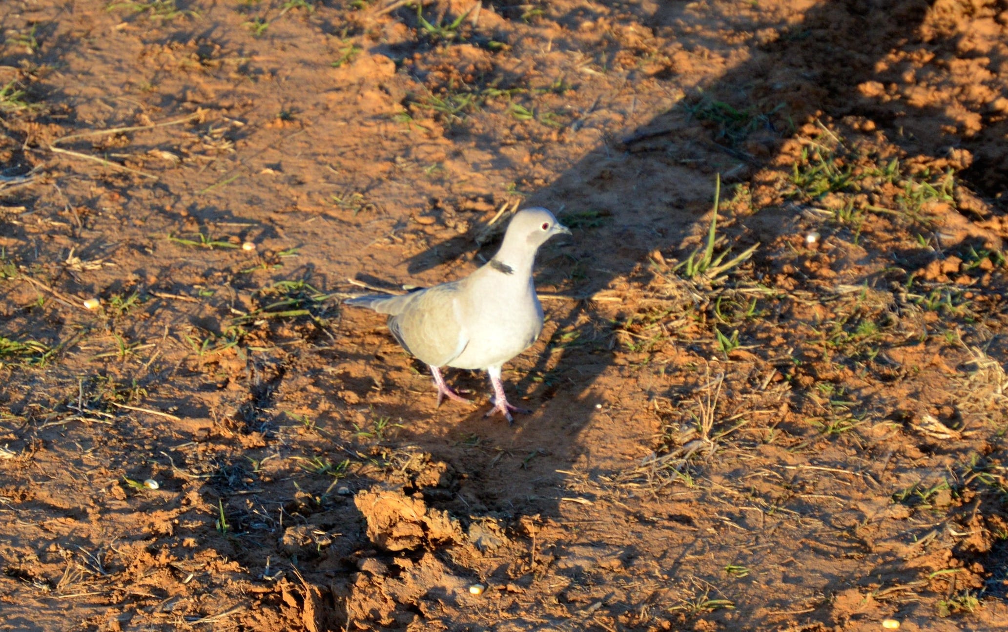 Dove hunting season can be great fun, but Texas hunters must follow the rules | Leggett