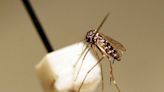 These are 4 of the worst types of mosquitoes invading SC. Here’s why and how best to fight them