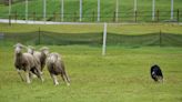 Elite sheepdogs compete happily in pouring rain at Midway herding championship