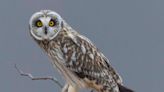 Nature: Short-eared owls wing it to Ohio in larger numbers this winter