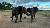 Pooping, Flapping Ears, And Rumbling: The Weird Ways Elephants Get Their Friends' Attention