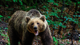 Tourist Is Mauled by Brown Bear After Rolling Down Window to Take a Selfie With It