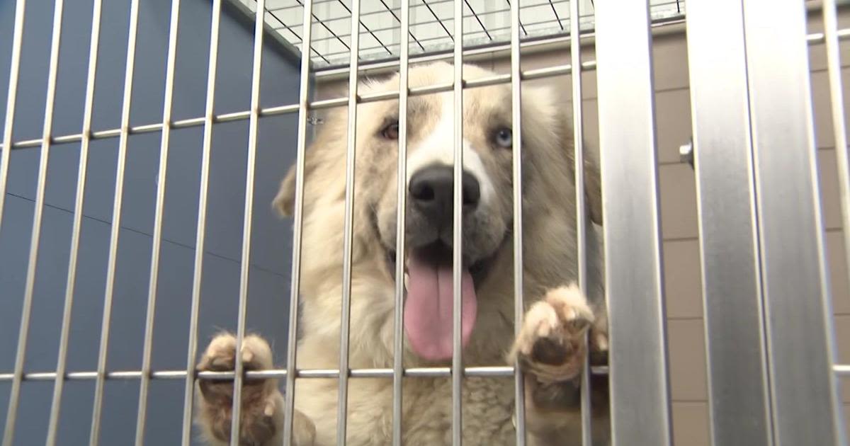 Antioch animal shelter waives adoption fees through July amid overcrowding
