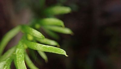 Humble fern from New Caledonia boasts world's largest genome