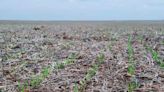 Las lluvias mejoraron las condiciones para la siembra de trigo y cebada