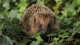 Trail cameras, AI and armchair wildlife-spotters recruited to help hedgehogs