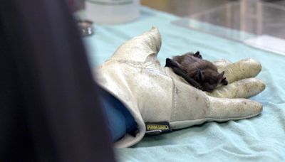 Little brown bat tests positive for rabies in Grey-Bruce