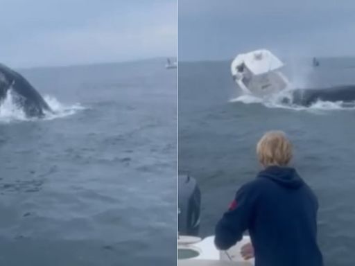 Incredible video shows whale crashing onto boat, sending fishermen into water