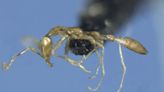 澳洲科學家深入地下25公尺 發現「佛地魔蟻」新種