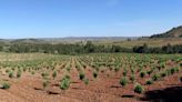 La plana de Utiel-Requena. Cultura del vino en la Meseta