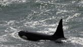 Orcas afundam veleiro no estreito de Gibraltar, o primeiro caso deste ano