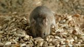 Double-strength mouse bait supported: GPSA - Grain Central