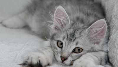Siberian Kitten Who Loves Making 'Air Biscuits' Has Been On a Roll Since He Was 2 Months Old