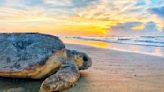 Beachgoers urged to keep sea turtles safe during nesting season