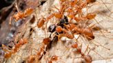 El cambio climático ayuda a las hormigas rojas a extenderse por Europa