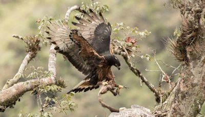 Guerra de Ucrania altera migración de especie de águila en extinción - El Diario - Bolivia