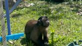 Missing monkey still on the loose in the Texas Hill Country