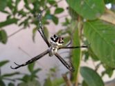 Argiope (spider)