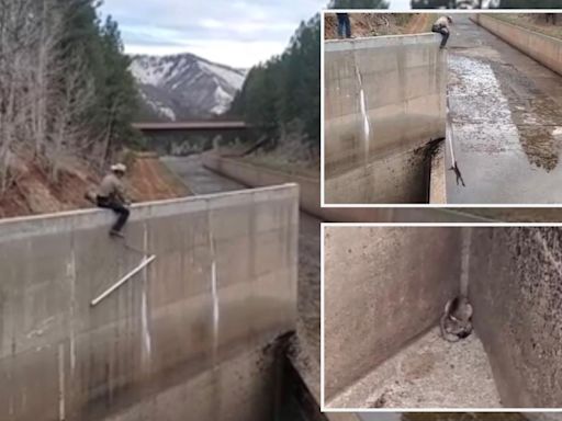 Wildlife officer saves two young mountain lions trapped in spillway in dramatic rescue: video