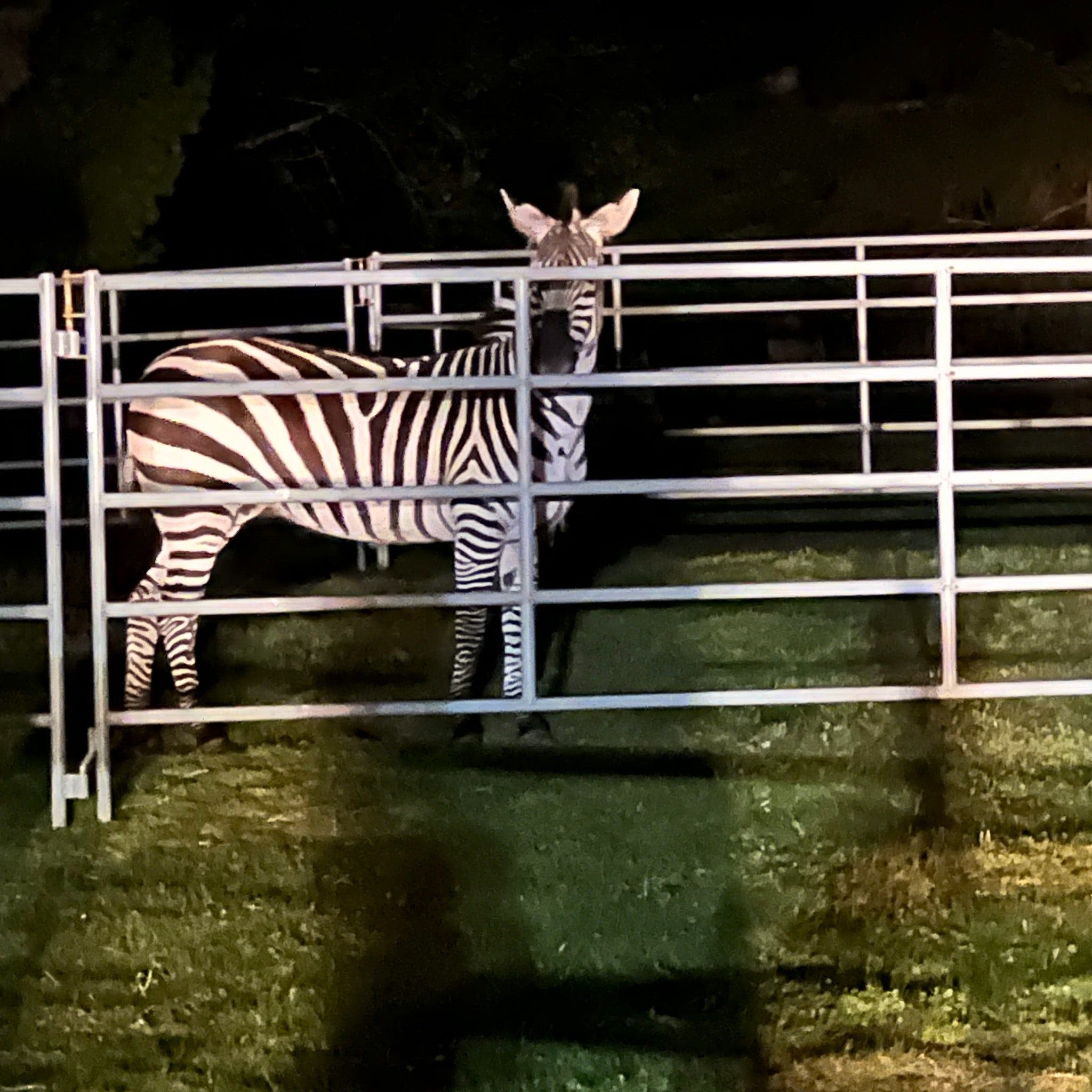 'It was quite a show': Escaped zebra caught in Washington yard after 6 days on the run