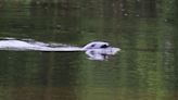 Adorable seal spotted swimming near Exeter Quay