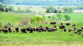 Ponca Tribe gets $4.8 million to build buffalo processing plant in Nebraska