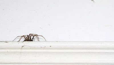 Brits urged to avoid hoovering spiders - what to do instead to keep them away