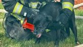 Dog rescued from fire in Northeast DC