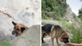 Abandoned German shepherd found in Malibu with mouth zip-tied shut