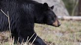 Hiker reports finding dead dog in bag, but it was actually a bear, Virginia city says