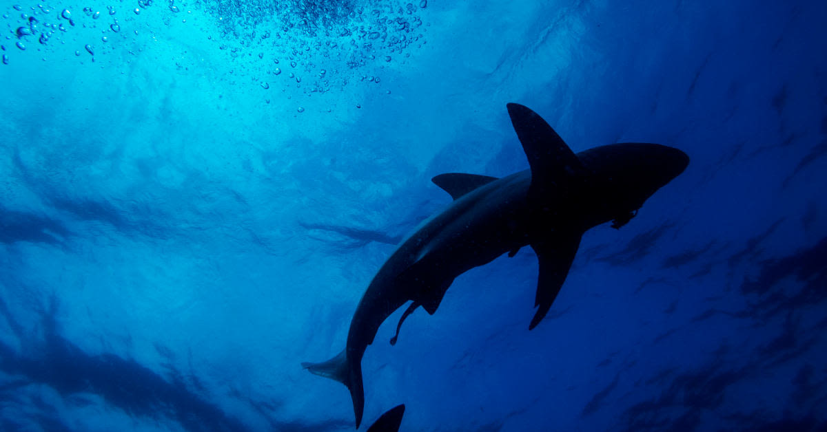 Shark Viciously Attacks Teenager During Lifeguard Training Camp